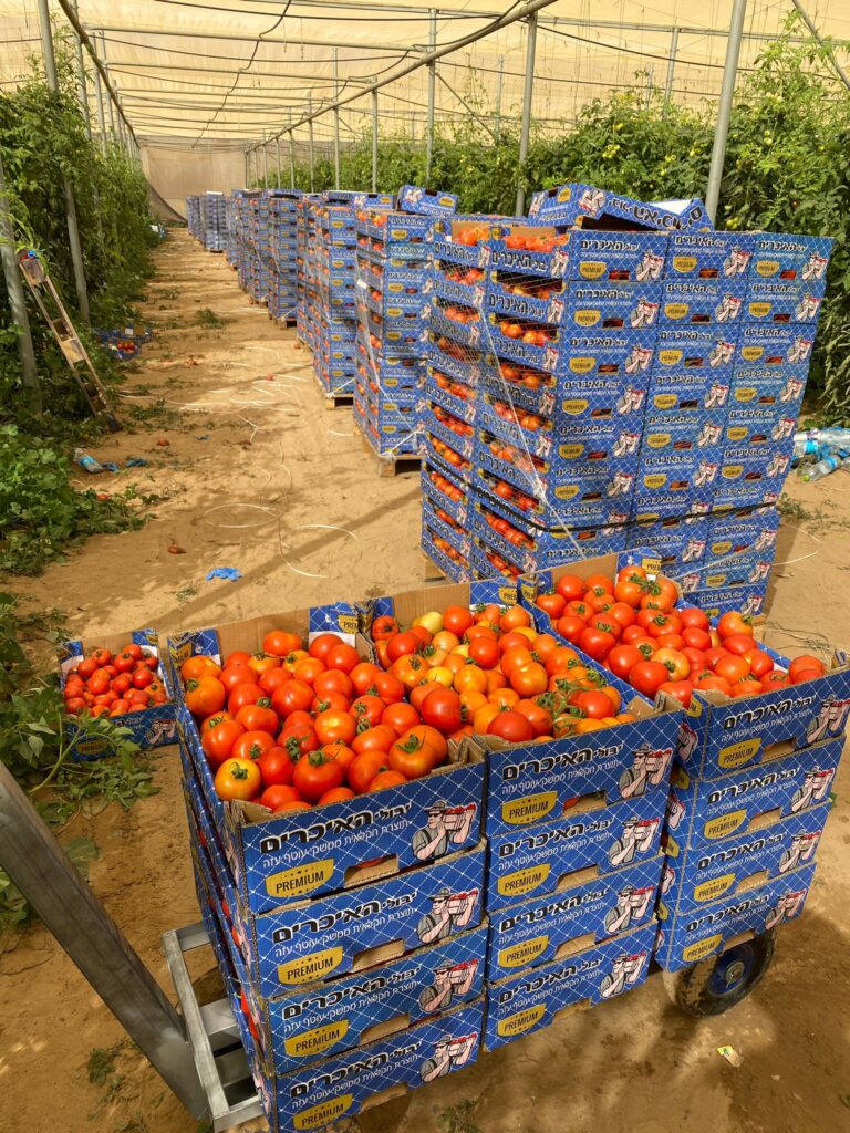 JLIC Tel Aviv Picked tomatoes to help a local farmer whose staff left due to the gaza war
