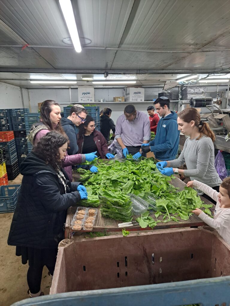students from Princeton joined Rav Azi and Atara Horvitch, the JLIC Directors at Princeton University on a transformative journey through Israel and volunteered on a farm to help out a farmer who is short staffed